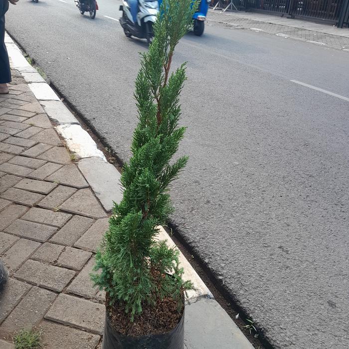 tanaman hias cemara lilin 1 meter