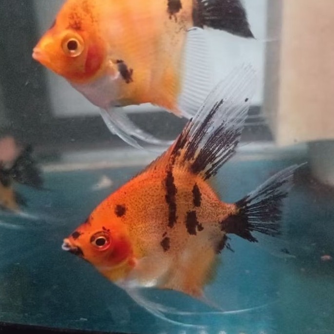 Manfish red devil SEPASANG bahan merah merona ( bahan ) berkualitas