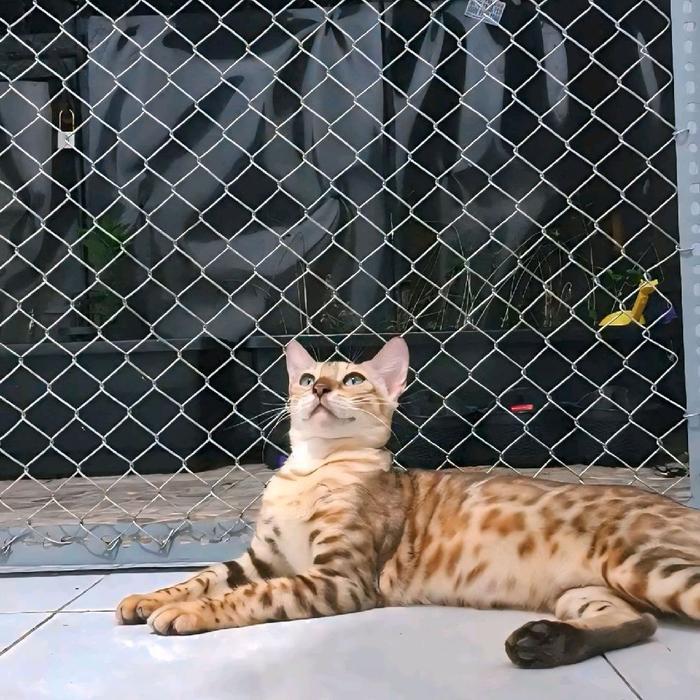 12.12 SALE Hewan Peliharaan Kucing Bengal Betina Untuk Indukan