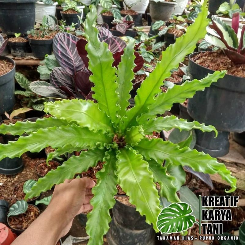 Tanaman hias kadaka osaka - Kadaka Osaka