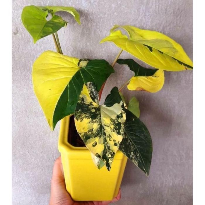 Tanaman Hias Philodendron Red Moon/Philo Red Moon/ Tanaman hias mini/ - Yellow Varigata