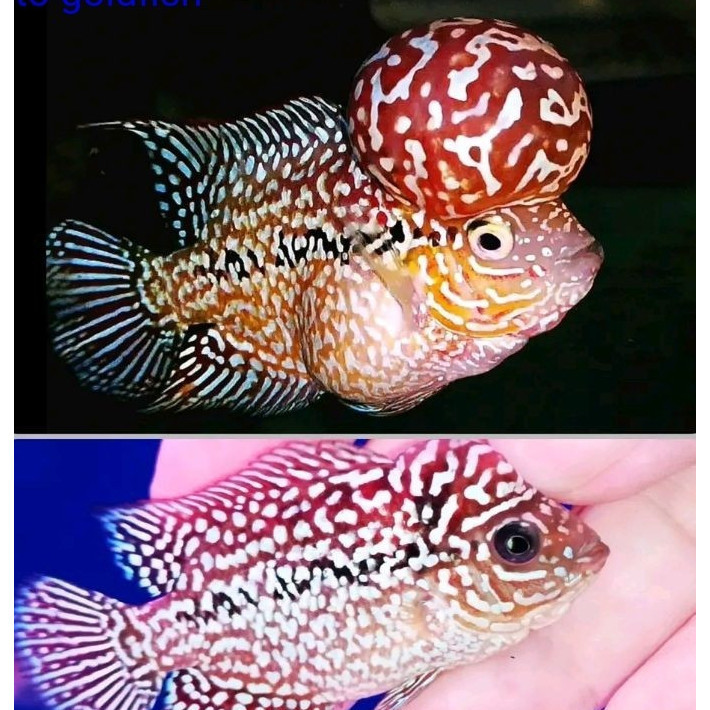 BELI 3 BONUS 1 Hiyasan akuarium Burayak Louhan 3-5 CM KSRD X Kamfa F2 Gen Ori Thailand