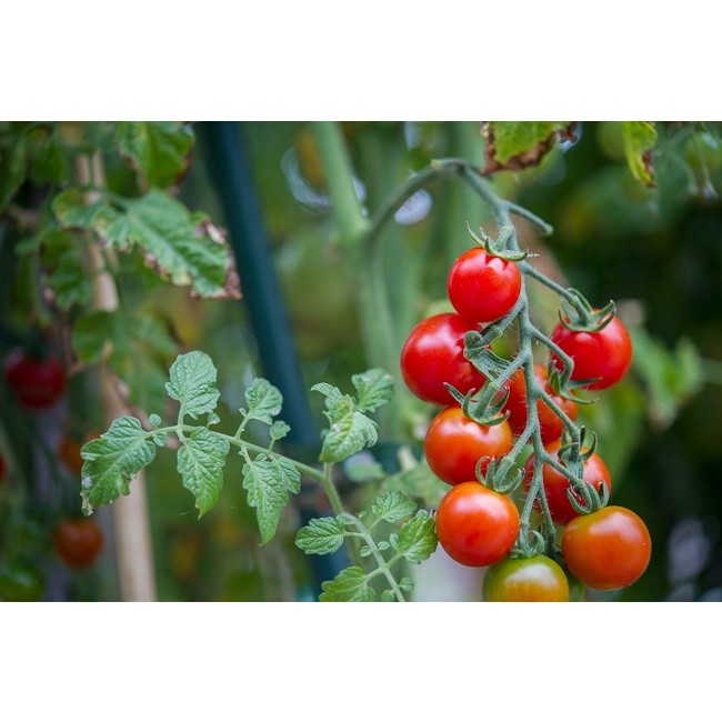 50 Biji Benih Tomat Cherry Super Bibit Biji Sayur Sayuran Buah Besar Daging Dataran Rendah Tinggi