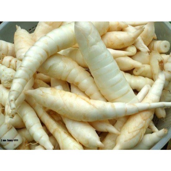 umbi garut 1kg/umbi terigu