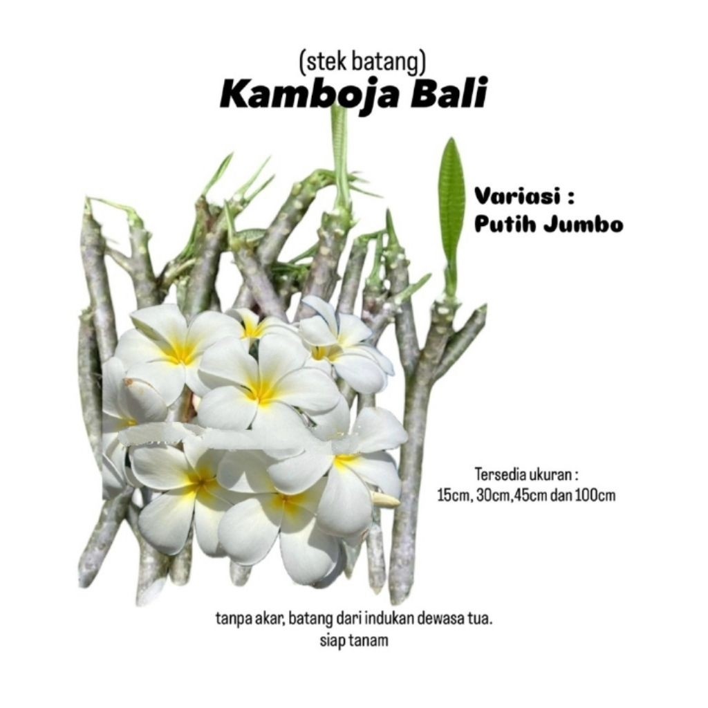 (stek batang) Kamboja bali bunga putih / Pohon Kamboja bali hidup