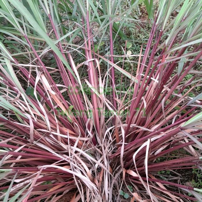 SEREH MERAH SEREH WANGI (1 kg sereh wangi/sereh merah