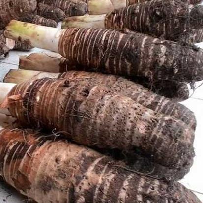 talas bogor talas ketan pulen 1 kg