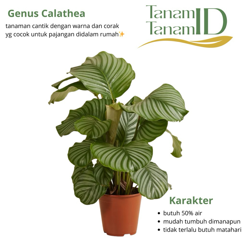 Calathea Orbifolia