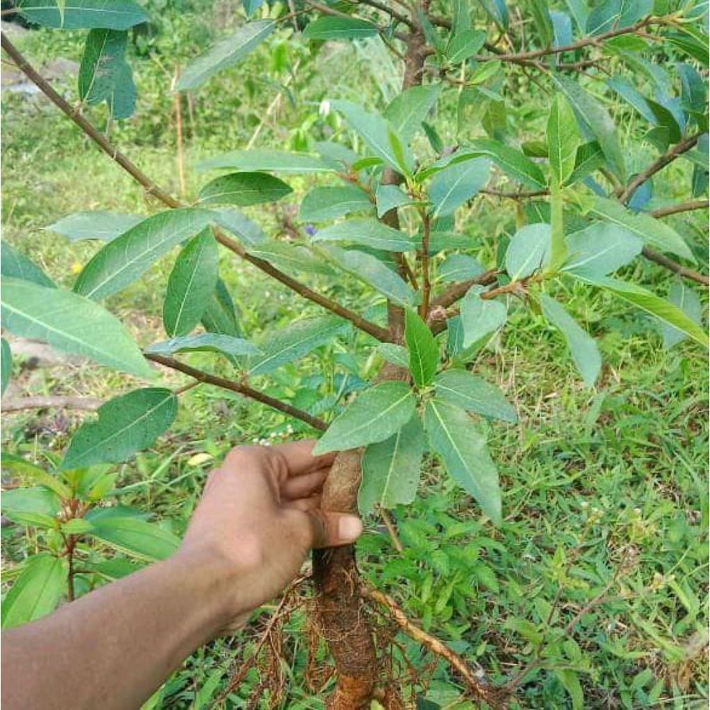 Promo bahan bonsai loa cabutan termurah,loa cabutan dari sungai cantik berkarakter RAJA BONGGOL