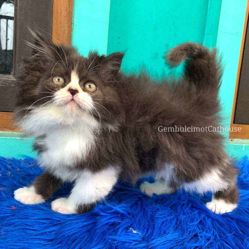 Kucing Kitten Persia Flatnose Gondrong Bulu Kapas Bigbone