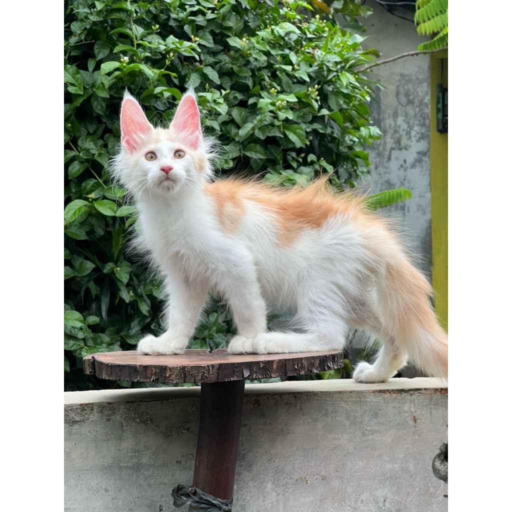 Kucing Mainecoon pure jantan