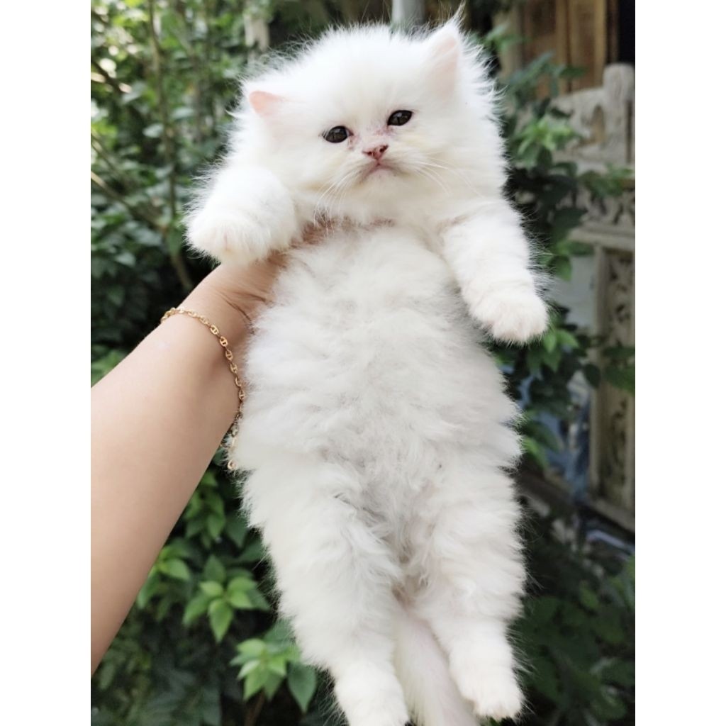 Kucing White Solid Longhair Sehat Dan Aman