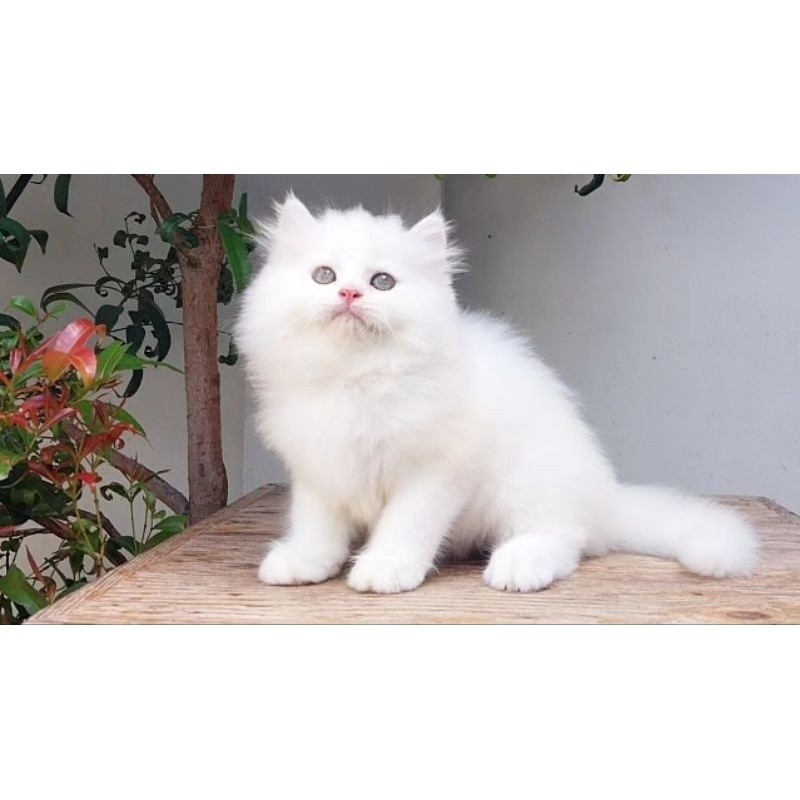 KUCING PERSIA MEDIUM BETINA 2 BULAN WHITE SOLID