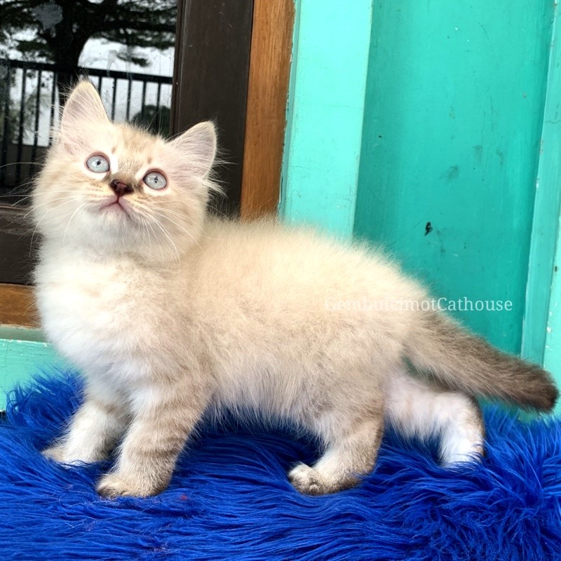 Kitten Himalaya Ragdoll Jantan Mata Biru