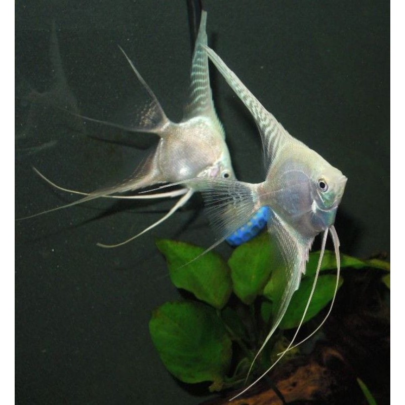 Manfish Platinum  Slayer PAKPAKET ISI 3 kumpay
