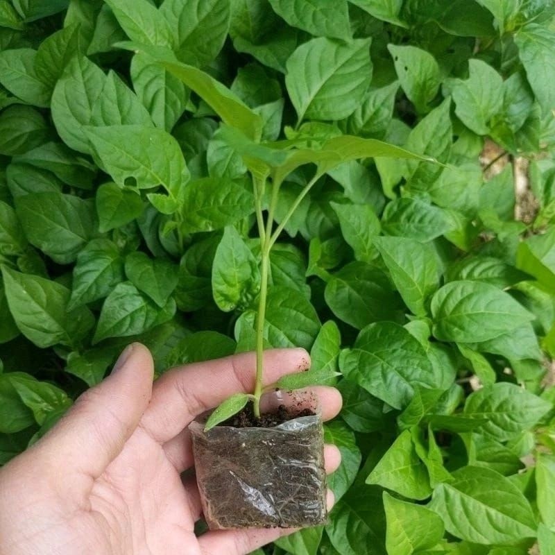 Bibit Cabe Rawit Merah Siap Tanam