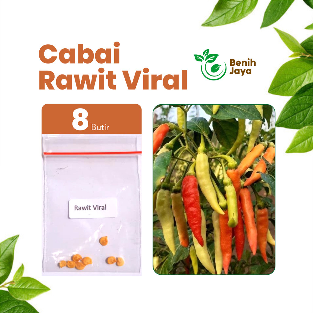 BENIH JAYA - Benih Cabai Rawit viral, Bibit Cabe Rawit Unggul Bibit Cabe Super Pedas Premium