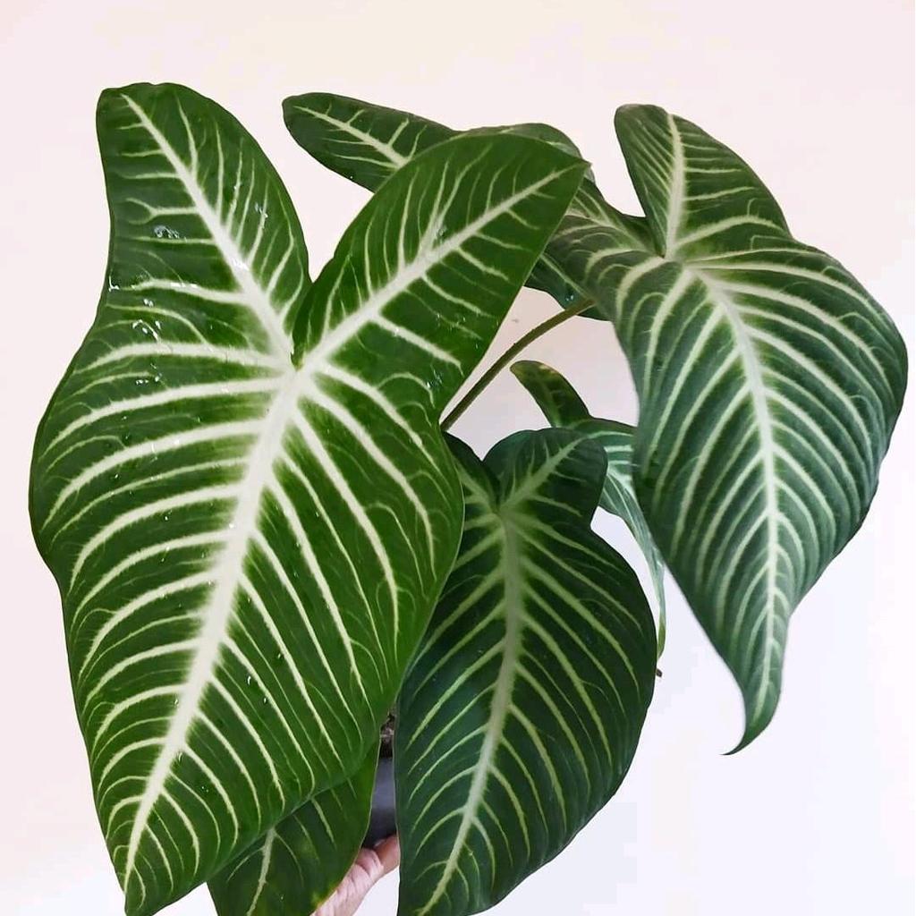 Tanaman Xanthosoma Lindeni / Alocasia Antasoma Lindeni / Tanaman alocasia TANAMAN HIAS