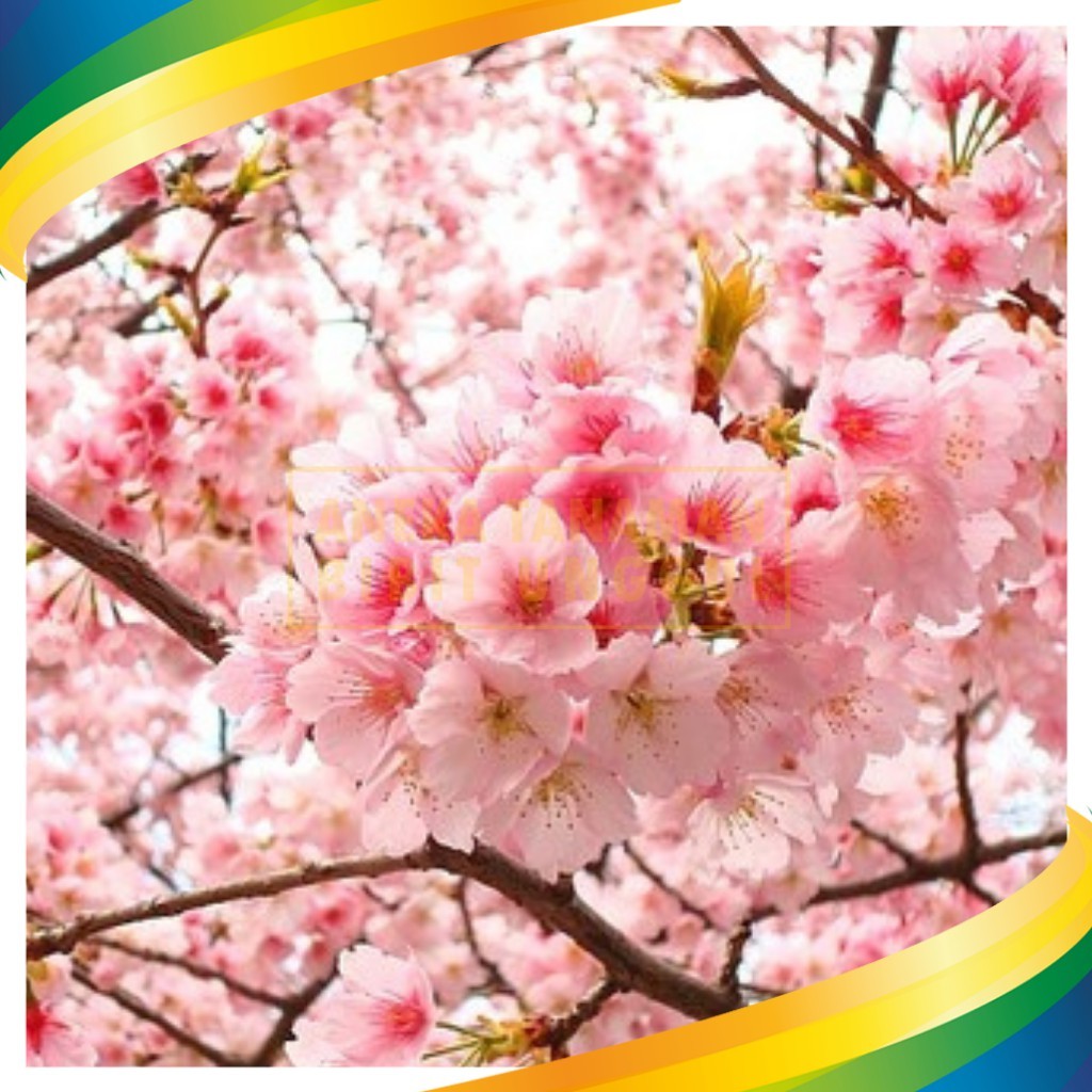 Bibit Pohon Bunga Tabebuya Pink ukuran 1meter