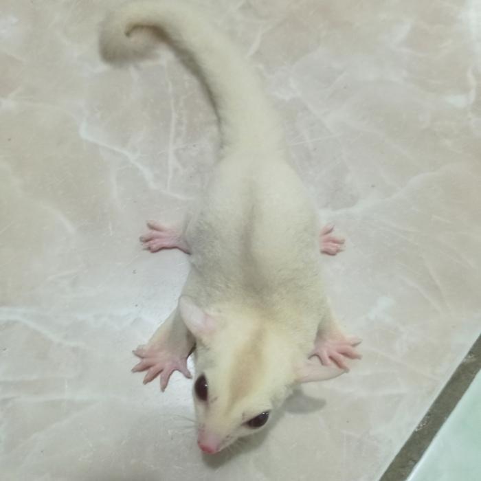 Ready sugar glider creamino