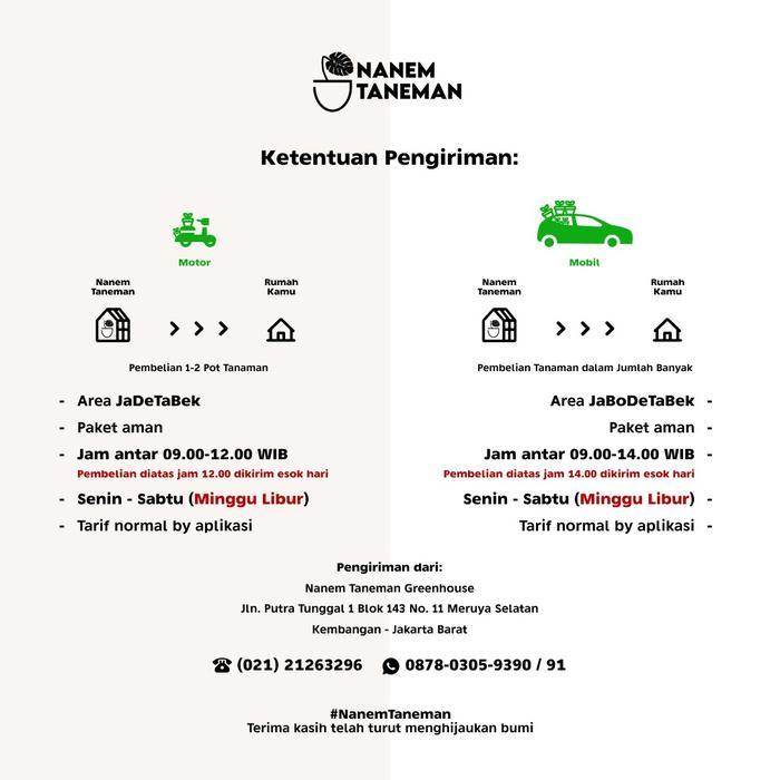 READY Nanem Taneman - Phillo Marble & Monstera Obliqua - Paket Best Deal
