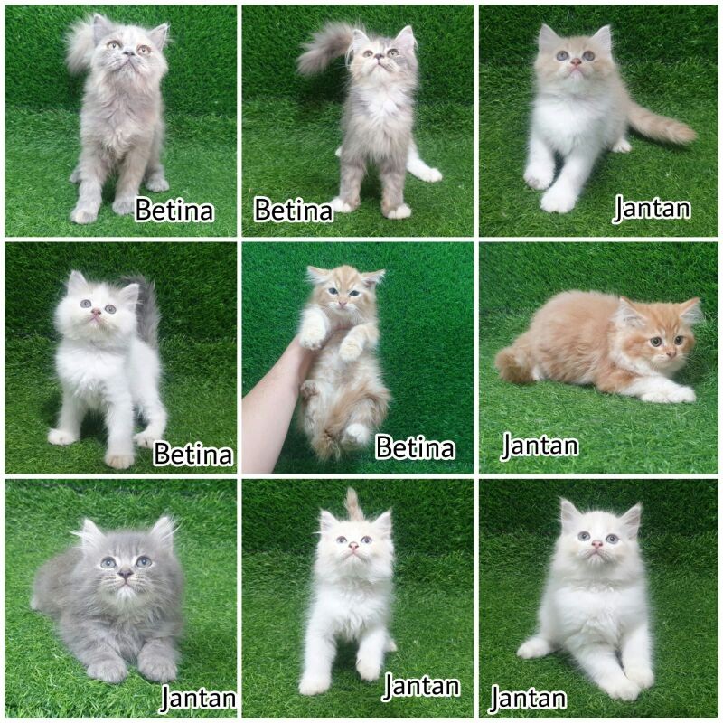 anakan kucing persia angora anggora kiten baby kucing longhair shothair kucing bulu lebat calico ore