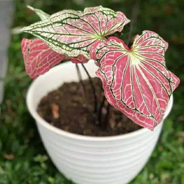 Tanaman hias caladium - keladi wayang - keladi wayang batik