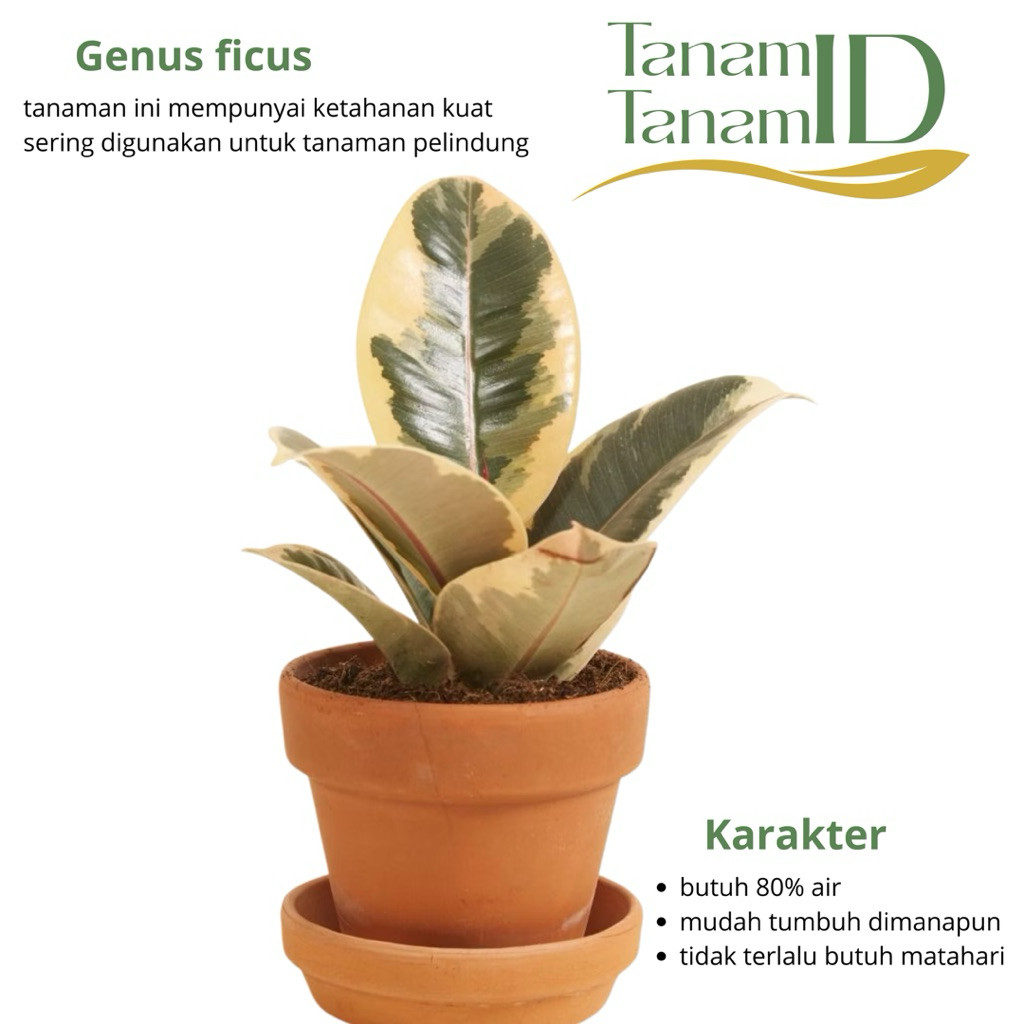 Ficus Elastica Belize