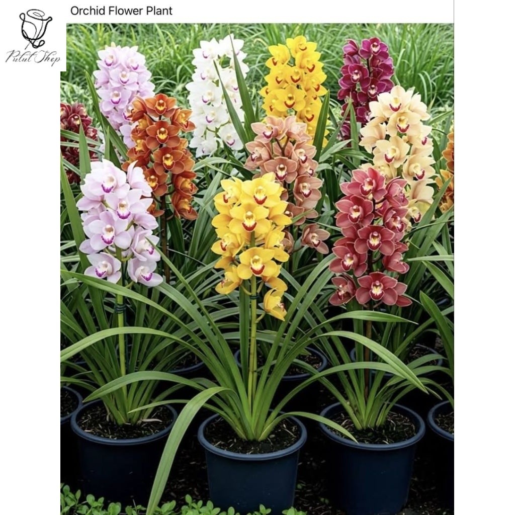 Tanaman Hias Anggrek Tanah Cymbidium- Tanaman bunga hidup Dengan bunga Elegan