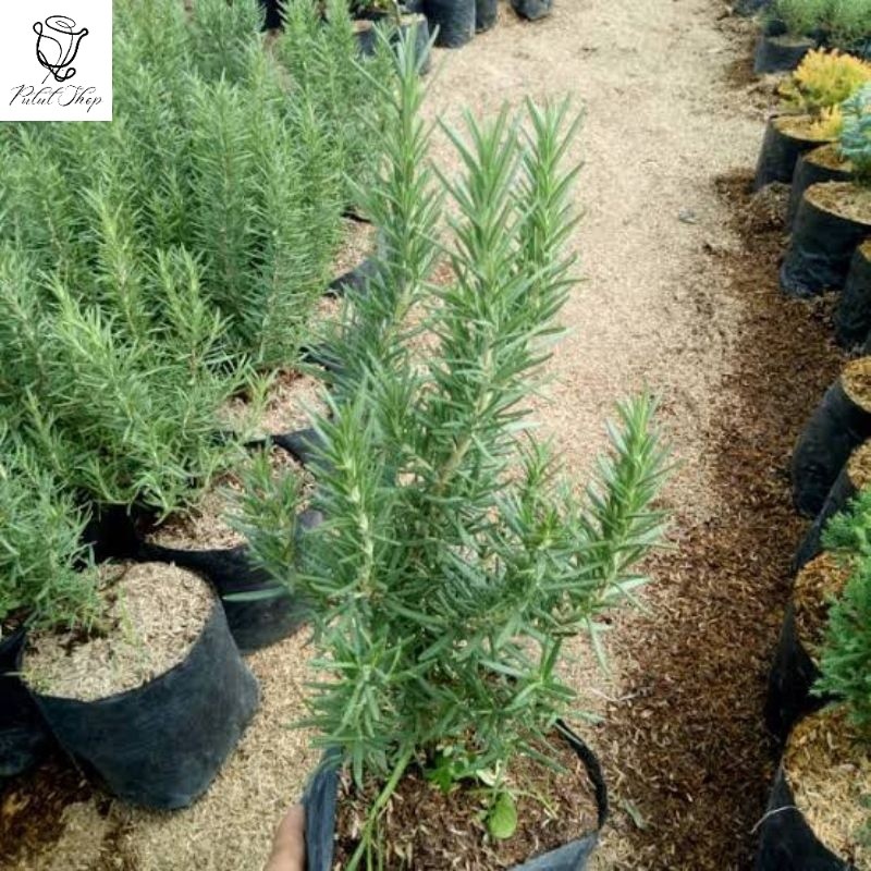 Bibit Tanaman Rosemary | Bibit Rosemary Sudah Rimbun