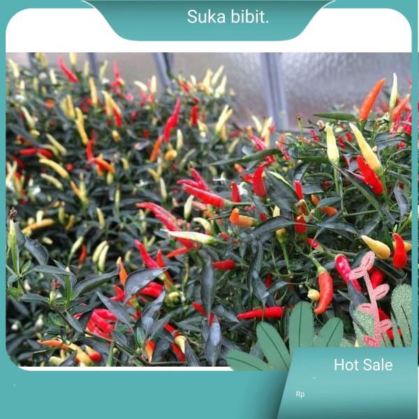 Bibit Benih Biji Cabe Hias Pedas Sparkler Hot Pepper Mudah Tumbuh |suka bibit |