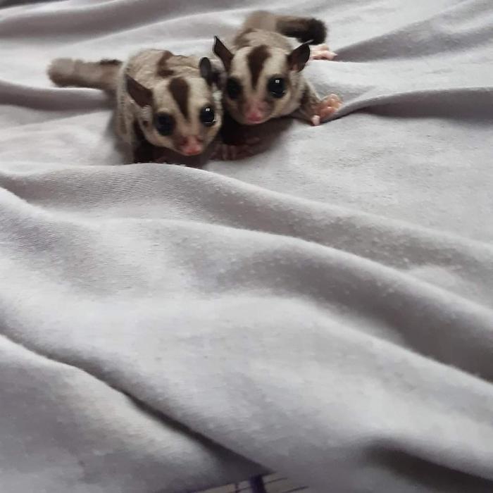 Ready sugar glider clasic grey  baby