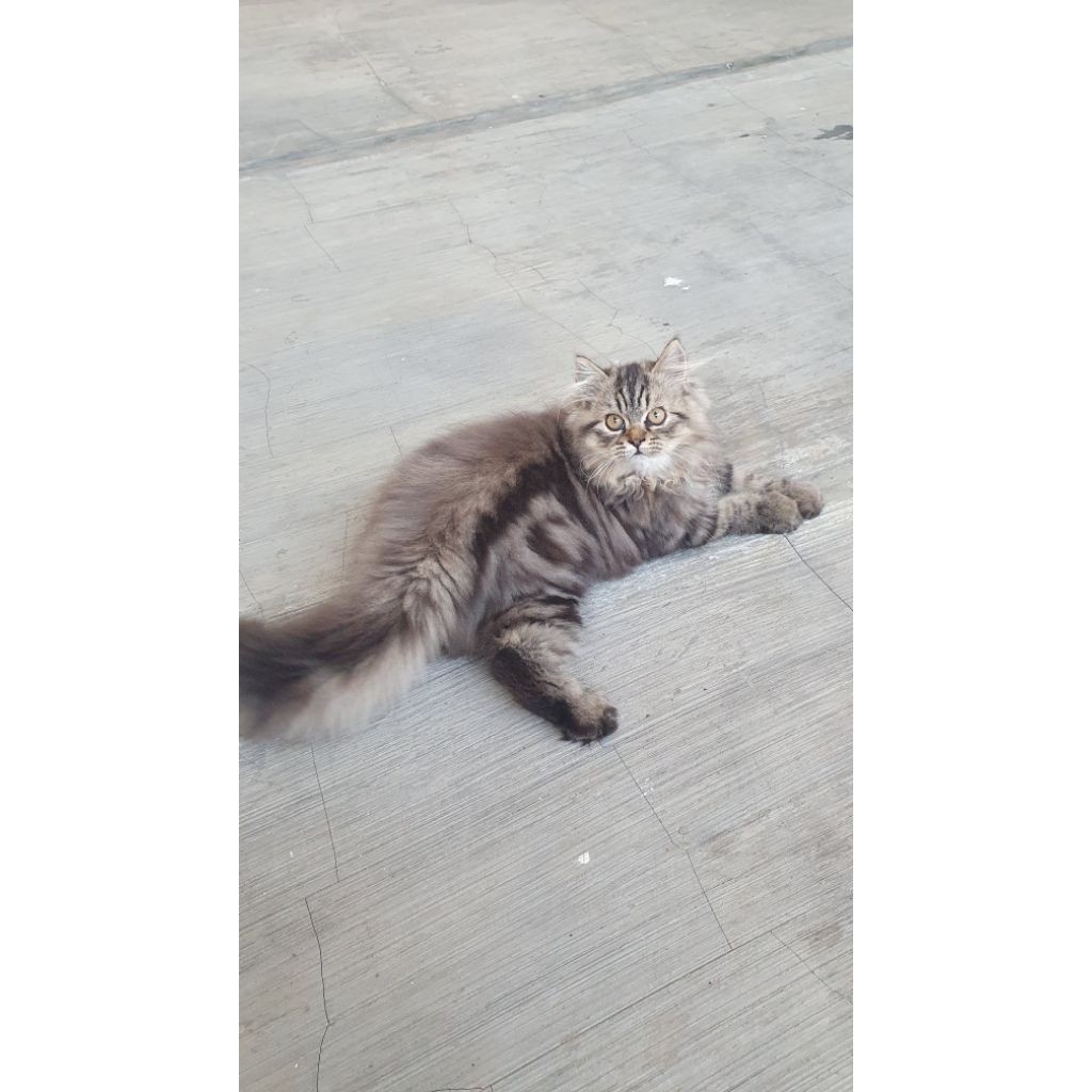 Kucing Persia Anakan Kitten Persian Marble