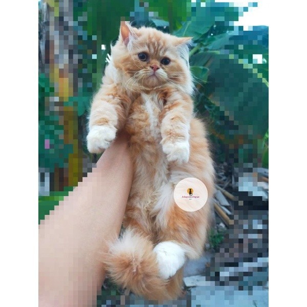 kucing persian flatnose bigbone Longhair