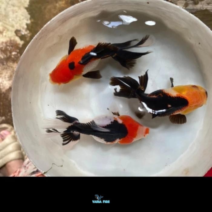 Ikan Koki Oranda Tricolor panda  Paket 5 Ekor 5-6 cm