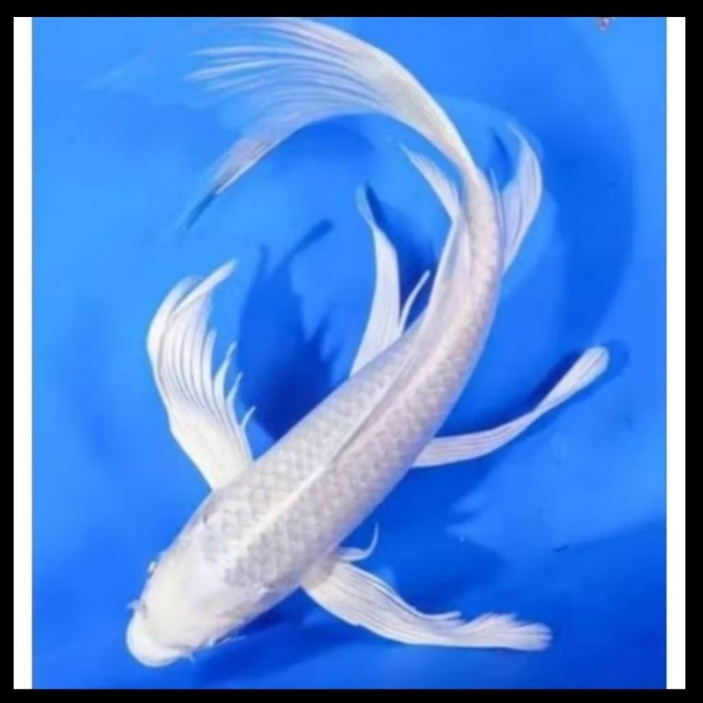 kumpay koi platinum Slayer 13-16m