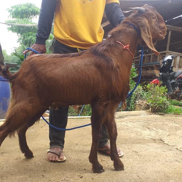 12.12 SALE kambing kurban ekonomis grade A garansi hewan