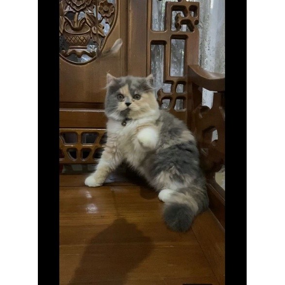 KUCING KITTEN NORWEGIAN CALICO DELUTE LONGHAIR