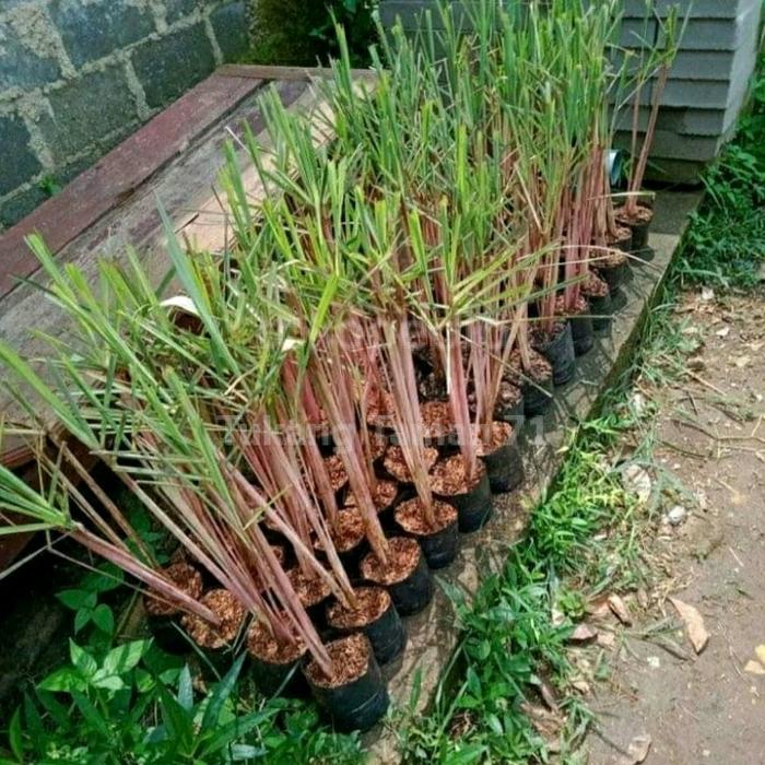 Sereh merah segar 1 kg sereh wangi/sereh merah