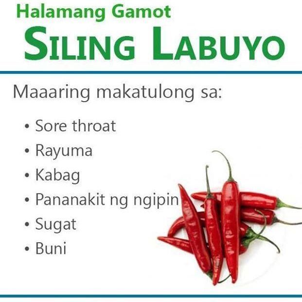 Kirim dalam 24 jam Siling Labuyo unggul benih sayur sayuran(+/-50 biji) Including extra fertilizer -