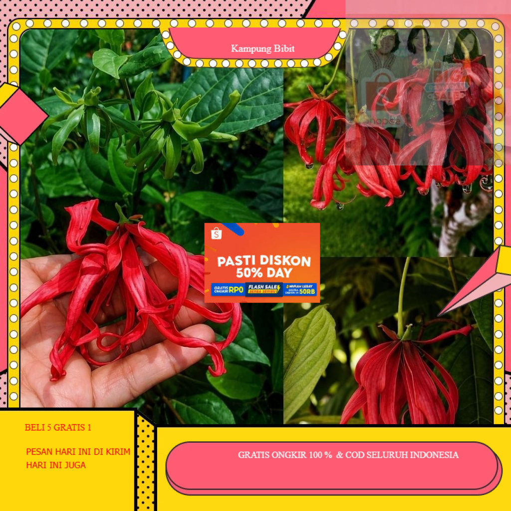 Bibit Kenanga Merah Tanaman Hias Bunga Siap Tanam  Kampung_Bibit.ID