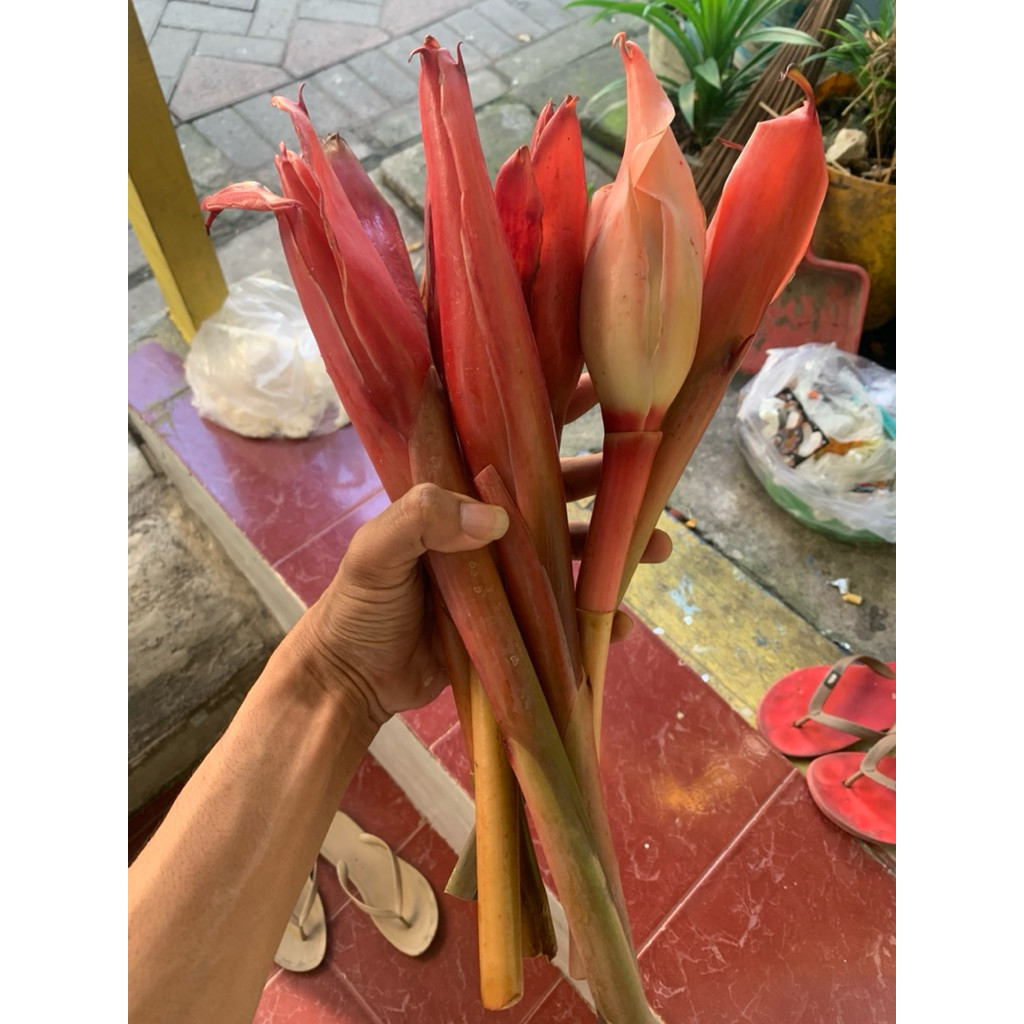 Kecombrang Fresh 1 pcs Surabaya Tengah