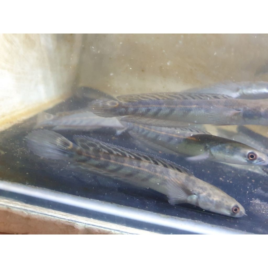 channa yellow sentarum YS 13-15cm batik bar rapi 99999