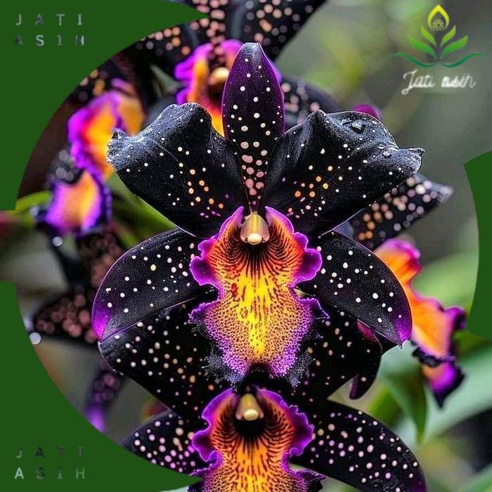 Tanaman Hias Anggrek Dendrobium Black Hazle  anggrek dendrobium