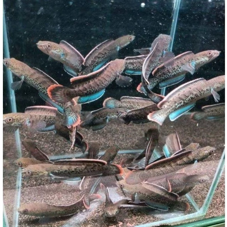 Stewarti Karbialong Kualitas Premium Rim Tebal cb