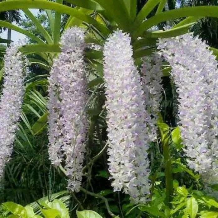 Anggrek retusa dewasa/ Anggrek ekor tupai Siap berbunga - Pink - PUTIH