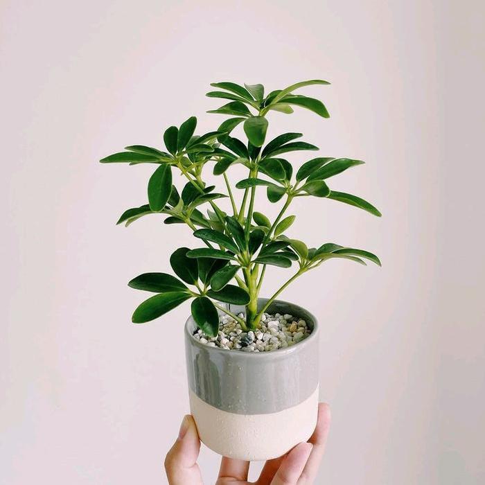 tanaman hias walisongo hijau bisa hidup di air- tanaman hidup walisongo media air