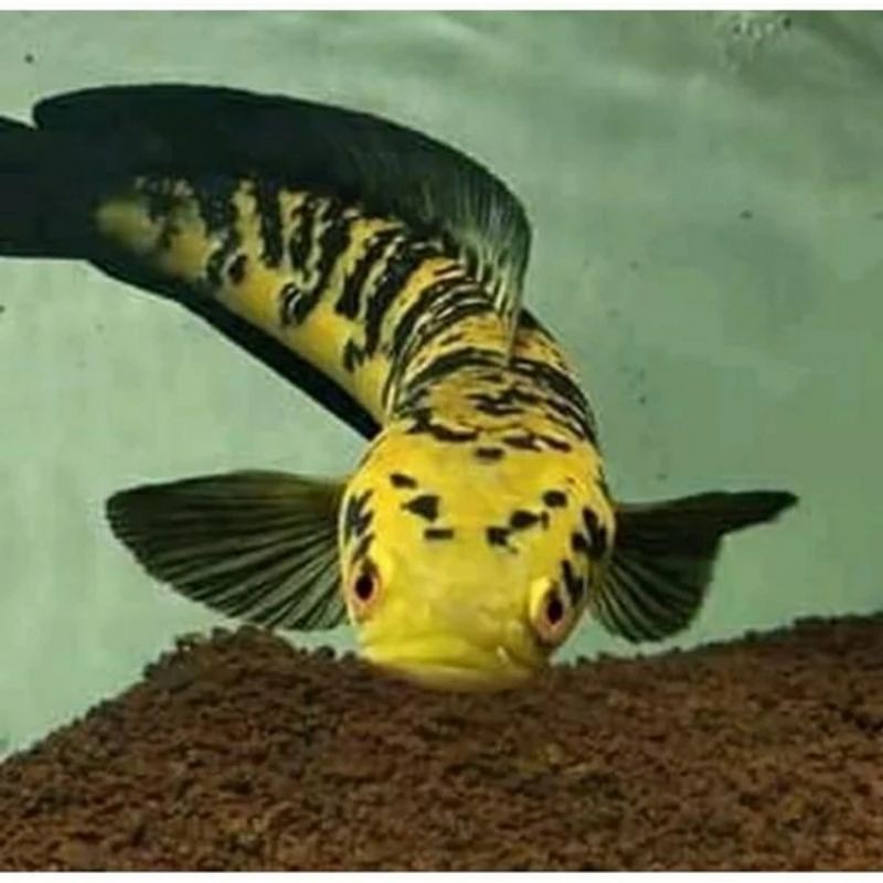 Channa Maru Yellow Sentarum YS 14-15CM