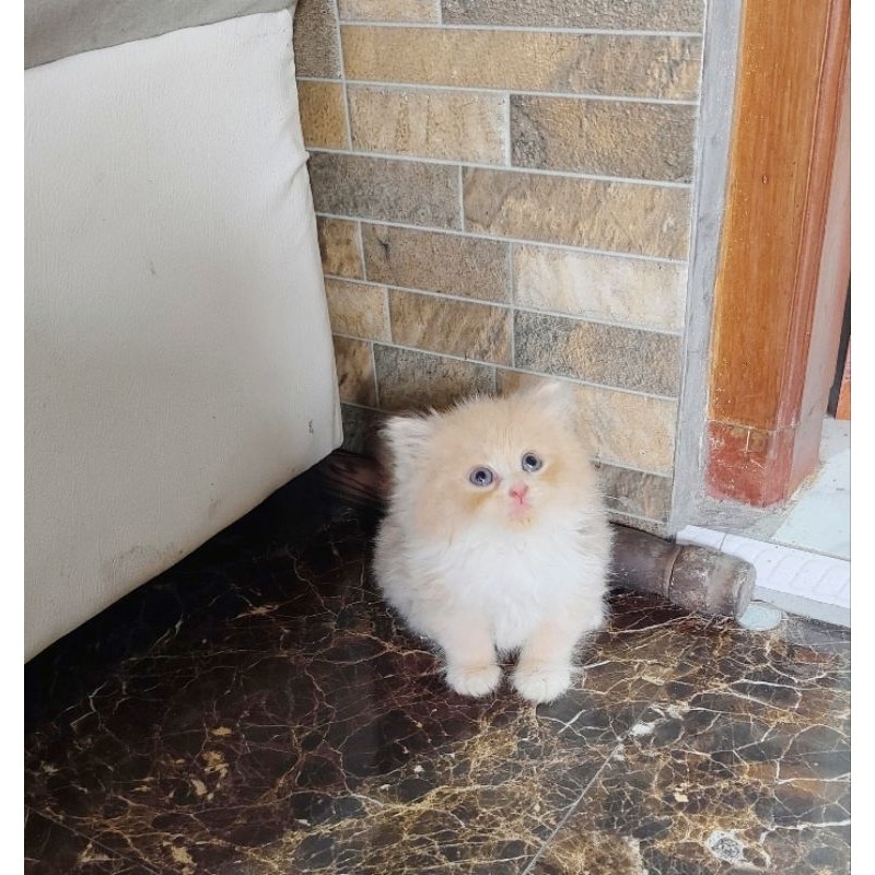 kucing persia muchkin Longhair