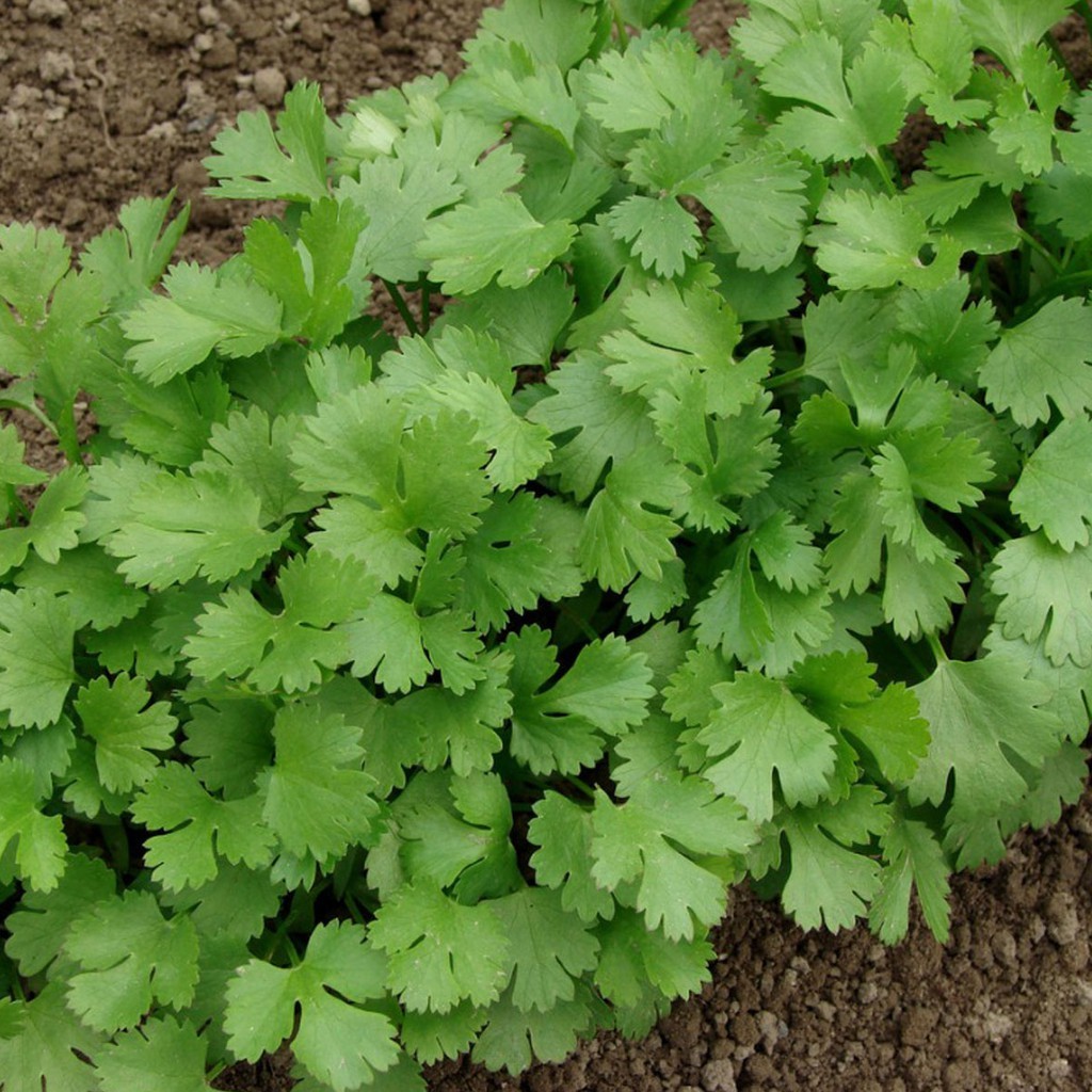 25 Benih Herb Coriander Daun Ketumbar Favor Bibit Sayuran -MGS